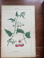 litho Plants XX Woody Nightshade, Antiek en Kunst, Kunst | Litho's en Zeefdrukken, Ophalen of Verzenden