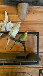 Opgezette vogels taxidermie mancave, Verzamelen, Dierenverzamelingen, Ophalen of Verzenden, Gebruikt, Vogel, Opgezet dier