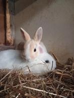 Jonge dwergkonijntjes te koop, Dieren en Toebehoren, Konijnen, Meerdere dieren, Dwerg