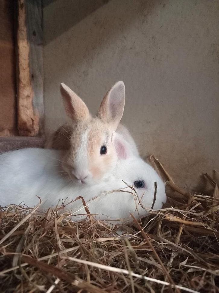 Jonge dwergkonijntjes te koop, Dieren en Toebehoren, Konijnen, Dwerg, Meerdere dieren