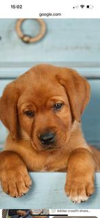 Gevraagd redfox labrador pup, Dieren en Toebehoren, Honden | Retrievers, Spaniëls en Waterhonden, Rabiës (hondsdolheid), 8 tot 15 weken