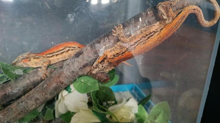 Rhacodactylus Auriculatus (Gargoyle gecko)