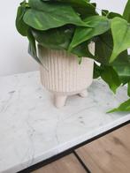 Leuke plant, Ophalen of Verzenden, Zo goed als nieuw