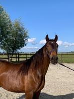 2 jarige Lusitano merrie te koop, Dieren en Toebehoren, Paarden, Dressuurpaard, 0 tot 2 jaar, 160 tot 165 cm, Onbeleerd