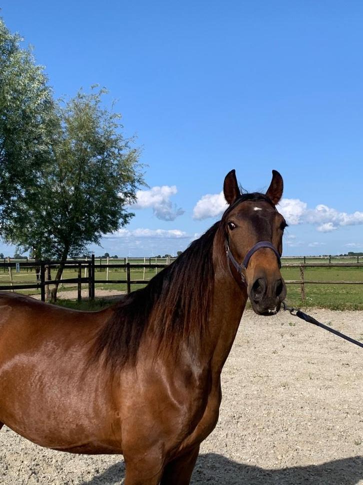 2 jarige Lusitano merrie te koop, Dieren en Toebehoren, Paarden, Merrie, Onbeleerd, 160 tot 165 cm, 0 tot 2 jaar, Dressuurpaard