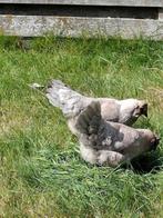 2 arcuana's 2024, Dieren en Toebehoren, Vrouwelijk, Kip