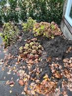 Hortensia’s en zwart zand, Tuin en Terras, Ophalen, Gebruikt, Ophoogzand