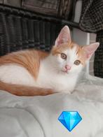 Kittens , jonge poesjes, Meerdere dieren