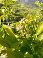 Blauwe bessen, Tuin en Terras, Ophalen, Overige soorten, Volle zon, In pot