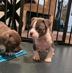Pocket bully bleu grey pups, CDV (hondenziekte), 8 tot 15 weken, Bulldog, Meerdere