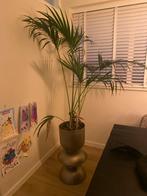 Mooie palm in gouden pot, Ophalen, 100 tot 150 cm, Palm, Halfschaduw