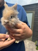 Baby konijntjes, Dieren en Toebehoren, Konijnen, Geslacht onbekend, Middelgroot, 0 tot 2 jaar