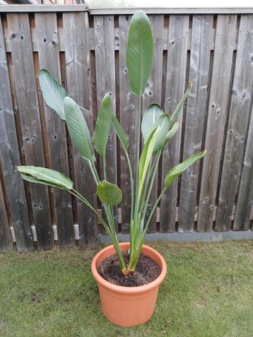 Strelitzia Paradijsvogelbloem in pot 50,00 beschikbaar voor biedingen