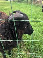 Zachtaardig Handtam lief ouessant ram lam 14-04-25, Dieren en Toebehoren, Schapen, Geiten en Varkens, Mannelijk, Schaap, 0 tot 2 jaar
