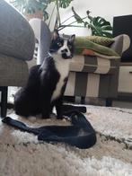Kattenoppas aan huis Rotterdam Noord, Dieren en Toebehoren, Ophalen of Verzenden, Nieuw