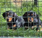 TEKOOP LIEF BLACK & TAN REUTJE EN TEEFJE, Dieren en Toebehoren, Honden | Teckels en Dashonden, België, Particulier, Reu, 8 tot 15 weken