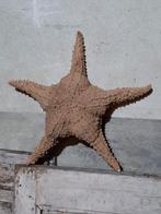 Oude zeester xl, Ophalen of Verzenden, Zo goed als nieuw, Beeldje of Figuurtje