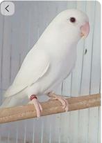 Gevraagd jonge agapornis pop wit of mauve, Dieren en Toebehoren, Vrouwelijk, Dwergpapegaai of Agapornis, Geringd