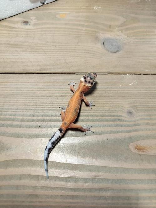 jonge/ baby luipaardgekko, Dieren en Toebehoren, Reptielen en Amfibieën, Hagedis, 0 tot 2 jaar