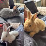 Vlaamse/duitse reuzen, Dieren en Toebehoren, Meerdere dieren, Groot, 0 tot 2 jaar