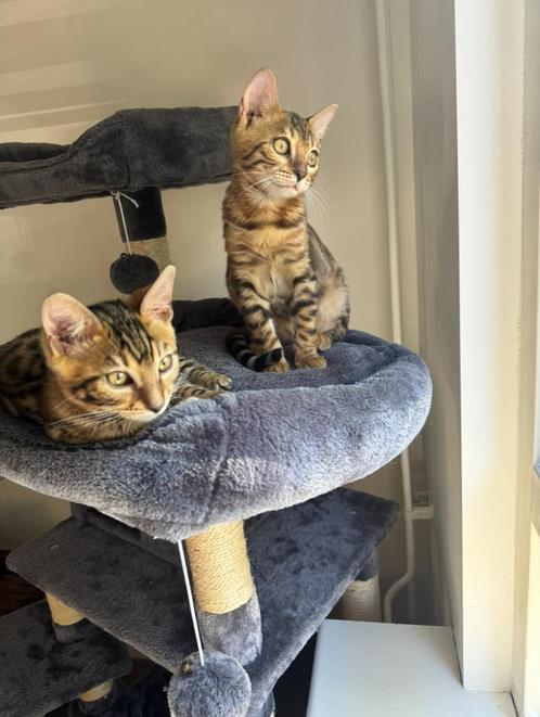 2 bengalen kater en poes, Boeken, Dieren en Huisdieren, Zo goed als nieuw, Katten, Verzenden