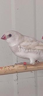 Pastel diamantvink man 2025 uit de buitenvlucht, Dieren en Toebehoren, Vogels | Overige Vogels, Mannelijk, Tropenvogel, Geringd