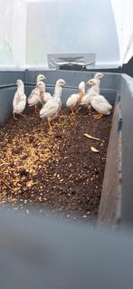 Jonge chinese dwergquartels, Dieren en Toebehoren, Meerdere dieren