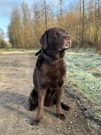 Volwassen labrador met stamboom te koop gevraagd, Rabiës (hondsdolheid), 1 tot 2 jaar, Teef, Labrador retriever