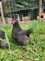 Marans haan uit donkere ei-lijn, Dieren en Toebehoren, Mannelijk, Kip