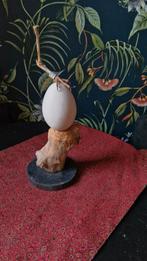 Taxidermie, ei, vogelpoot, curiosa, Huis en Inrichting, Ophalen of Verzenden, Minder dan 50 cm