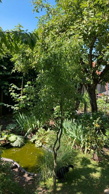 Kronkel wilg 250 cm beschikbaar voor biedingen