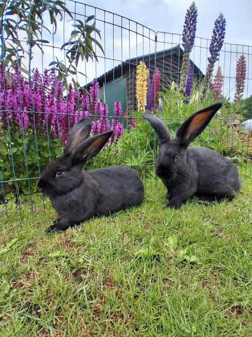 Raszuivere Vlaamse reuzen, Dieren en Toebehoren, Konijnen, Groot, Geslacht onbekend, 0 tot 2 jaar