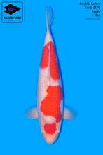 Maruten Kohaku van Maruhide (nisai, 55 cm), Dieren en Toebehoren, Karper of Koi