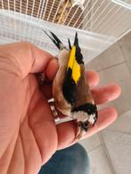 Parva Putter 2024, Dieren en Toebehoren, Vogels | Overige Vogels, Mannelijk, Wildzangvogel