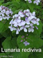 Lunaria rediviva - vaste judaspenning, Halfschaduw, Vaste plant, Lente, Overige soorten