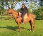 Mooie en lieve 9-jarige Gelderse merrie, Dieren en Toebehoren, Paarden, Merrie, B, Gechipt, 7 tot 10 jaar
