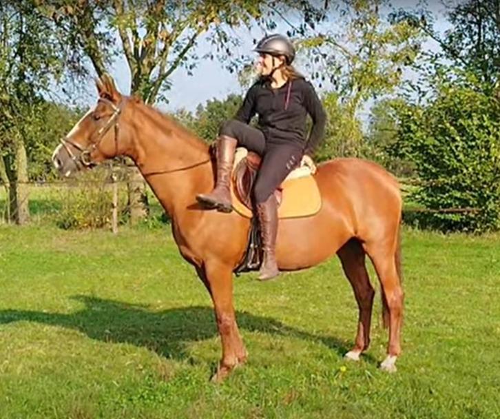 Mooie en lieve 9-jarige Gelderse merrie, Dieren en Toebehoren, Paarden, Merrie, B, 160 tot 165 cm, 7 tot 10 jaar, Recreatiepaard