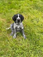 Prachtige kruising duitse staande x stabij, Dieren en Toebehoren, Honden | Retrievers, Spaniëls en Waterhonden, Rabiës (hondsdolheid)