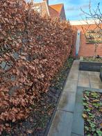 30 stuks rode beuken haag, Ophalen, Beukenhaag, 100 tot 250 cm