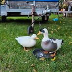 Koppel kwakers, Dieren en Toebehoren, Meerdere dieren