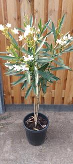 Oleander planten 80/100 cm diverse kleuren., Tuin en Terras, Planten | Tuinplanten, Zomer, Overige soorten, Ophalen, Volle zon