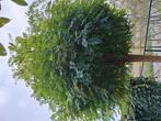 Bol boom, Acacia boom, Tuin en Terras, Planten | Bomen, Ophalen, Lente, Volle zon, Overige soorten