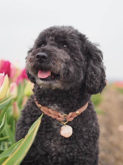 Hondenoppas gezocht (geen kennels of met meerdere honden), Dieren en Toebehoren, Honden-accessoires, Ophalen