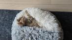 Bengaal x maine coon kitten, Poes