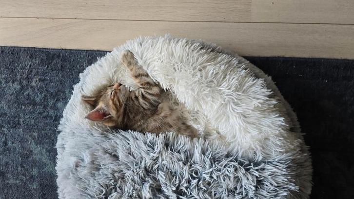 Bengaal x maine coon kitten, Dieren en Toebehoren, Katten en Kittens | Overige Katten, Poes