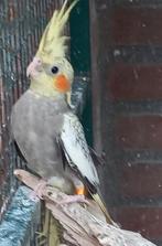 Jonge valkparkiet, Dieren en Toebehoren, Geslacht onbekend, Parkiet, Tam
