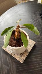 Euphorbia leuconeura Madagascar Jewel, Huis en Inrichting, Kamerplanten, Ophalen of Verzenden, Halfschaduw, Minder dan 100 cm