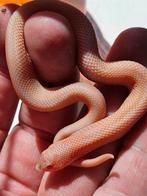 Superartic conda sunburst heterodon nasicus