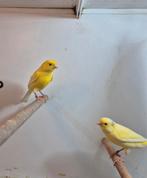 Koppel Waterslagers kanarie, Meerdere dieren, Zangkanarie