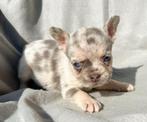 Knappe franse bulldog pups, Dieren en Toebehoren, 8 tot 15 weken, Meerdere, Meerdere dieren, Nederland
